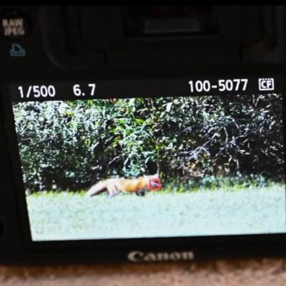 CANON EOS 7D + LENSES